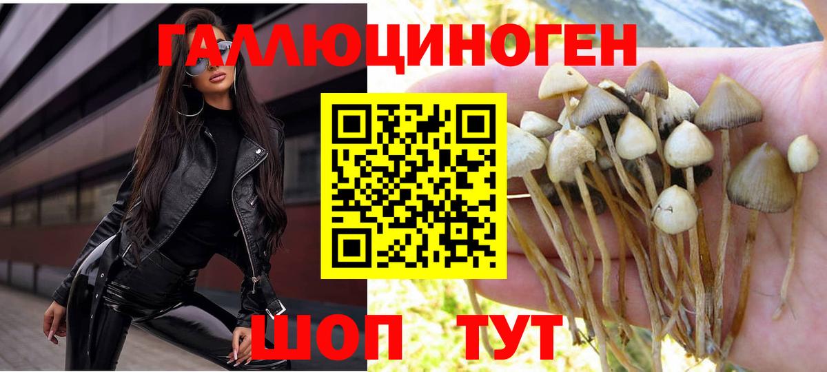 Псилоцибиновые грибы Psilocybine cubensis Елец
